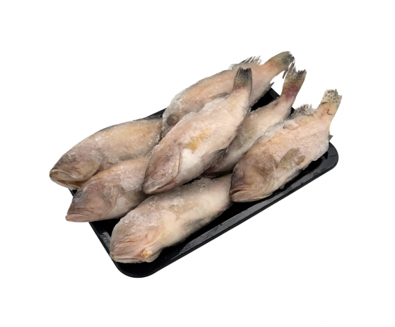 Frozen Grouper Fish | Gutted | 100-200g | 6/8pcs | 1kg| 石斑鱼已清